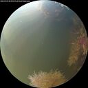 ./images/calvert/underwater/20260905/underwater20260905_083501M.jpg