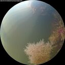 ./images/calvert/underwater/20260905/underwater20260905_084001M.jpg