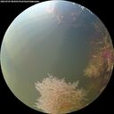 ./images/calvert/underwater/20260905/underwater20260905_084502M.jpg