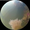 ./images/calvert/underwater/20260905/underwater20260905_085001M.jpg