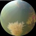 ./images/calvert/underwater/20260905/underwater20260905_085502M.jpg