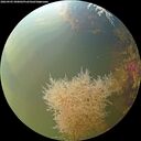 ./images/calvert/underwater/20260905/underwater20260905_090002M.jpg