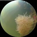 ./images/calvert/underwater/20260905/underwater20260905_091502M.jpg