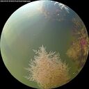 ./images/calvert/underwater/20260905/underwater20260905_093001M.jpg