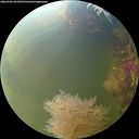 ./images/calvert/underwater/20260905/underwater20260905_093502M.jpg