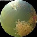 ./images/calvert/underwater/20260905/underwater20260905_094501M.jpg