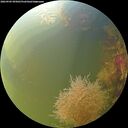 ./images/calvert/underwater/20260905/underwater20260905_095001M.jpg