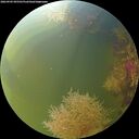 ./images/calvert/underwater/20260905/underwater20260905_095501M.jpg
