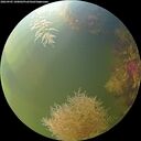 ./images/calvert/underwater/20260905/underwater20260905_100002M.jpg