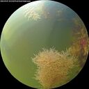./images/calvert/underwater/20260905/underwater20260905_101501M.jpg
