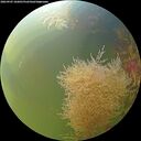 ./images/calvert/underwater/20260905/underwater20260905_102001M.jpg