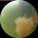 ./images/calvert/underwater/20260905/underwater20260905_102501M.jpg
