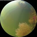 ./images/calvert/underwater/20260905/underwater20260905_103001M.jpg