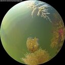 ./images/calvert/underwater/20260905/underwater20260905_103501M.jpg