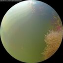 ./images/calvert/underwater/20260905/underwater20260905_113501M.jpg