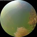./images/calvert/underwater/20260905/underwater20260905_120501M.jpg