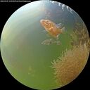 ./images/calvert/underwater/20260905/underwater20260905_123501M.jpg