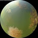 ./images/calvert/underwater/20260905/underwater20260905_131001M.jpg