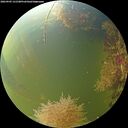 ./images/calvert/underwater/20260905/underwater20260905_131501M.jpg