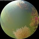 ./images/calvert/underwater/20260905/underwater20260905_132001M.jpg