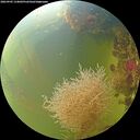 ./images/calvert/underwater/20260905/underwater20260905_134002M.jpg