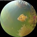 ./images/calvert/underwater/20260905/underwater20260905_135001M.jpg