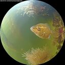 ./images/calvert/underwater/20260905/underwater20260905_135501M.jpg