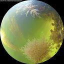 ./images/calvert/underwater/20260905/underwater20260905_144001M.jpg