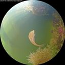 ./images/calvert/underwater/20260905/underwater20260905_164501M.jpg