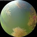 ./images/calvert/underwater/20260905/underwater20260905_165501M.jpg