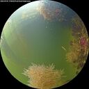 ./images/calvert/underwater/20260905/underwater20260905_170001M.jpg