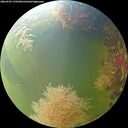 ./images/calvert/underwater/20260905/underwater20260905_170501M.jpg