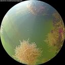./images/calvert/underwater/20260905/underwater20260905_171501M.jpg