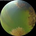 ./images/calvert/underwater/20260905/underwater20260905_174001M.jpg