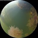 ./images/calvert/underwater/20260905/underwater20260905_184501M.jpg