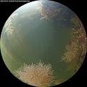 ./images/calvert/underwater/20260905/underwater20260905_192001M.jpg