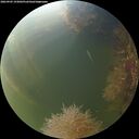 ./images/calvert/underwater/20260905/underwater20260905_193001M.jpg