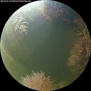 ./images/calvert/underwater/20260905/underwater20260905_193501M.jpg