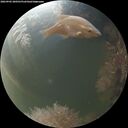 ./images/calvert/underwater/20260905/underwater20260905_200501M.jpg