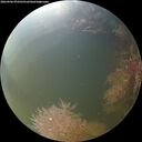./images/calvert/underwater/20260906/underwater20260906_072501M.jpg