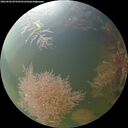 ./images/calvert/underwater/20260906/underwater20260906_073501M.jpg