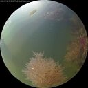 ./images/calvert/underwater/20260906/underwater20260906_074001M.jpg