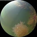 ./images/calvert/underwater/20260906/underwater20260906_075001M.jpg