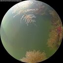 ./images/calvert/underwater/20260906/underwater20260906_075502M.jpg