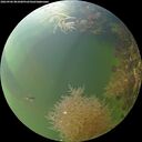 ./images/calvert/underwater/20260906/underwater20260906_081001M.jpg