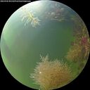 ./images/calvert/underwater/20260906/underwater20260906_081501M.jpg