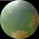 ./images/calvert/underwater/20260906/underwater20260906_082001M.jpg