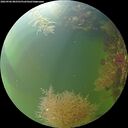 ./images/calvert/underwater/20260906/underwater20260906_082501M.jpg