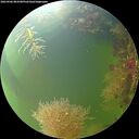 ./images/calvert/underwater/20260906/underwater20260906_083501M.jpg