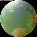 ./images/calvert/underwater/20260906/underwater20260906_084002M.jpg